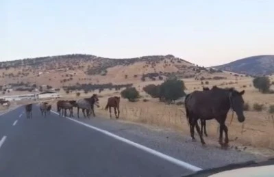 Silvan&rsquo;da yaban atları yola indi