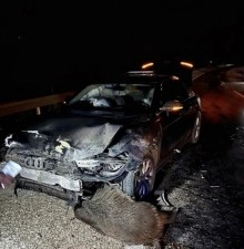 Sinop Belediye Başkanı G&uuml;rb&uuml;z&rsquo;&uuml;n makam aracı domuz s&uuml;r&uuml;s&uuml;ne &ccedil;arptı