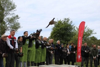 Sinop'ta Doğaya 250 Sülün Salındı: Yaban Hayatı Güçleniyor