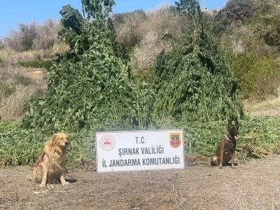 Şırnak’ta 1,5 Milyar TL’lik Uyuşturucu Operasyonu