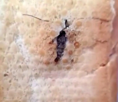 Bakkaldan alınan ekmeğin içinden böcek çıktı