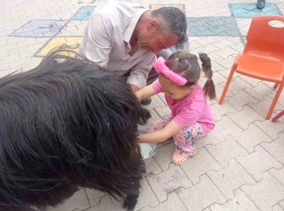 Şırnak’ta öğrencilere keçi sağımı uygulamalı olarak gösterildi