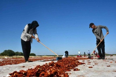 Kuru domatesler dünya sofralarına gönderiliyor
