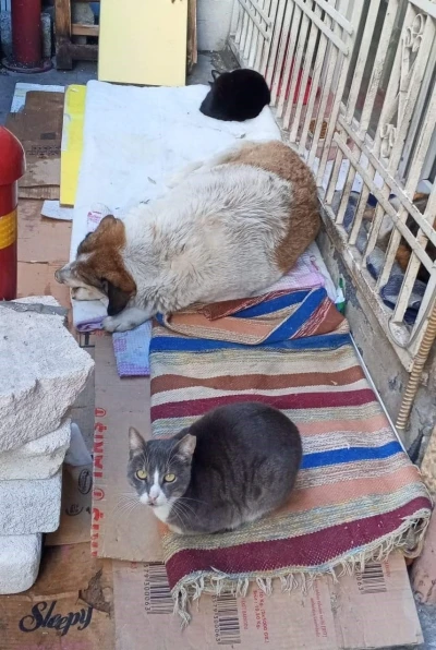 Soğuk hava kedi ve k&ouml;peği aynı yuvada buluşturdu