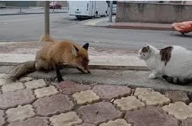 Sokak Kedisinden Tilkiye Sürpriz Saldırı! 