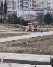 Sokak köpekleri yaşı küçük çocuğa böyle saldırdı