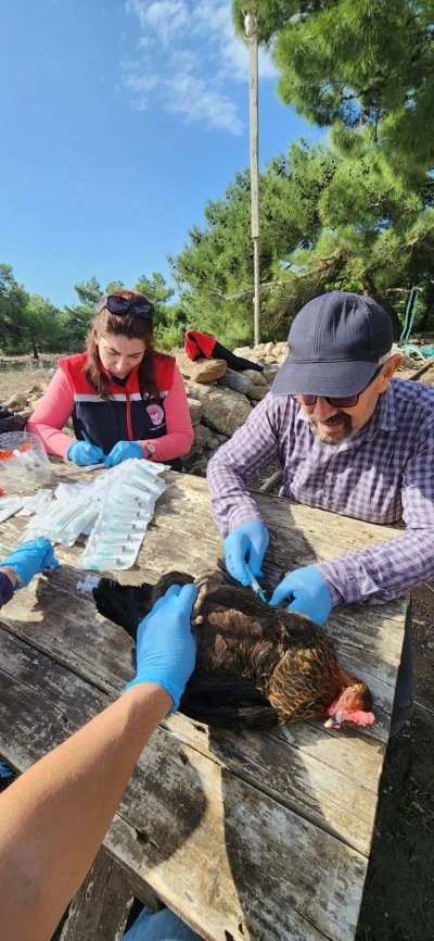 Söke’de Kuş Gribi Alarmı: Doğanbey Mahallesi’nde Tavuklardan Numune Alındı