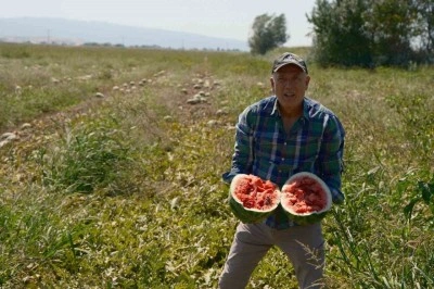Karpuzu tezgahta değil tarlada kaldı
