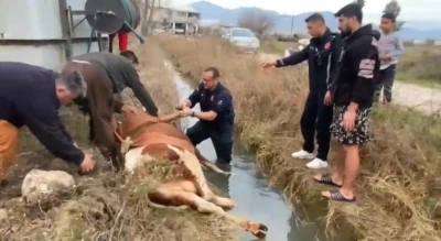 Su kanalına d&uuml;şen inek kurtarıldı
