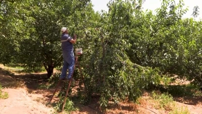 Su tarlaya ulaştı, Emirler&rsquo;de kiraz &uuml;retimi arttı