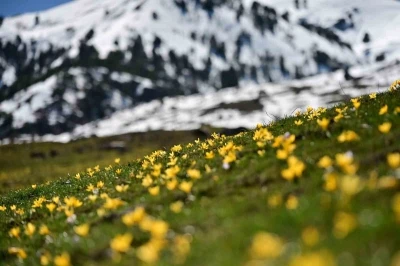 Sarı ve mor &ccedil;iğdemler a&ccedil;tı