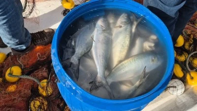 Süleymanpaşa'da Lüfer Bereketi