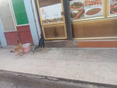 Sur&rsquo;da &ldquo;Mahallenin Horozu&rdquo; Deyimi Ger&ccedil;eğe D&ouml;n&uuml;şt&uuml;