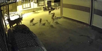 K&ouml;peklerden korkan kedi ka&ccedil;acak delik aradı