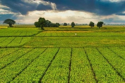 Tarım ve Orman Bakanı Yumaklı’dan Çiftçilere 1 Milyar 46 Milyon TL Destek Ödemesi