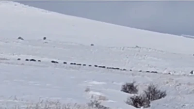 Tatvan kırsalında domuz s&uuml;r&uuml;s&uuml; g&ouml;r&uuml;nt&uuml;lendi