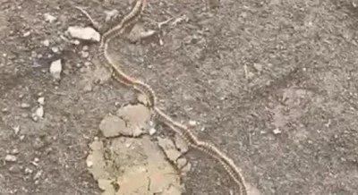 Tekirdağ’da Çam Kese Tırtılı Alarmı