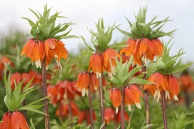 Ters Lale koparmanın cezası 577 bin TL