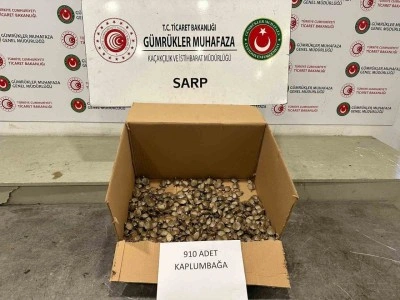 Ticaret Bakanlığı Gümrükler Muhafaza ekiplerinden "su kaplumbağası" operasyonu