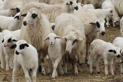 TİGEM, 1200 Küçükbaş Hayvanı Satışa Sunuyor