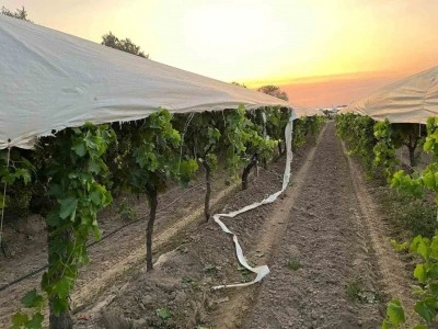 Traktör Zarar Verdi: Üzüm Bağında Büyük Hasar Oluştu