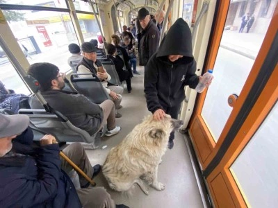 Tramvaya binen sevimli k&ouml;pek ilgi odağı oldu