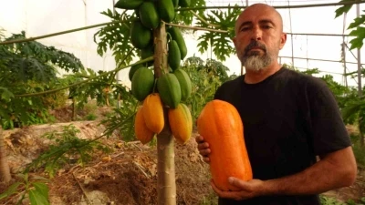 Tropikal papaya meyvesinde hasat heyecanı