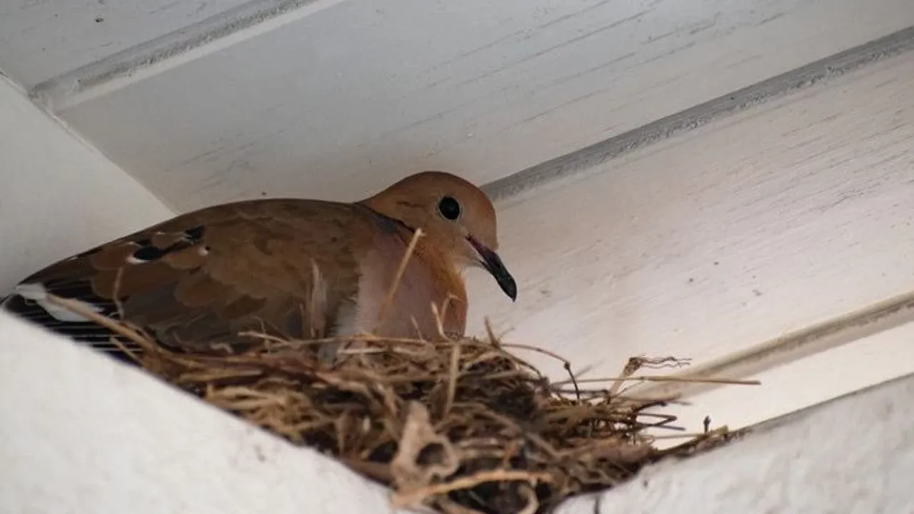 T&uuml;rk k&uuml;lt&uuml;r&uuml;nde pencereye konan kumru ne anlama gelir?