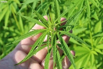 T&uuml;rkiye&rsquo;de Kenevir &Uuml;retiminde Yeni D&ouml;nem: Liften Tıbbi &Uuml;r&uuml;nlere Kapsamlı D&uuml;zenleme