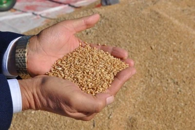 Türkiye’den 8 Ayda 8 Milyar Dolarlık Hububat ve Bakliyat İhracatı