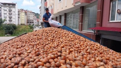 Türkiye, Fındık İhracatında Rekor Gelire Ulaştı: 42 Milyar Doları Aştı