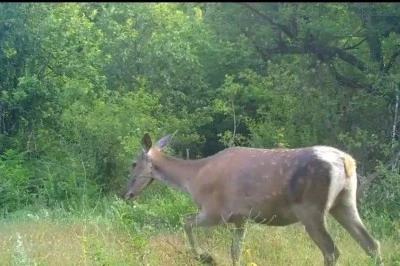 Türkiye’nin en büyük geyik türü olan kızıl geyik o ilde görüntülendi