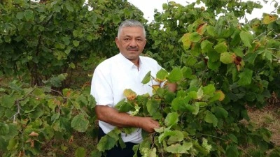 Türkiye’nin fındık rekoltesi düşüşte