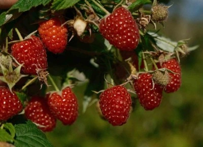 Türkiye’nin ihtiyacını bu ilçe üretiyor