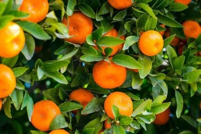 Türkiye’nin Mandalina İhracatı Rekor Kırdı: 10 Ayda 375 Milyon Dolar