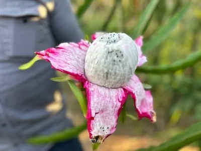 Ejder meyvesi hasadı başladı, kilosu 180 TL’den alıcı buluyor