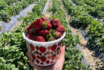 Türkiye'nin ve Dünyanın Çilek Cennetleri: Nerelerin Çileği Meşhur?