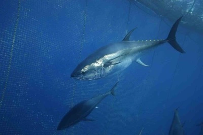 Türkiye'den Japonya ve Güney Kore ihraç