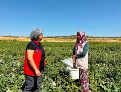Turşuluk salatalık hasadı s&uuml;r&uuml;yor