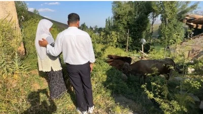 U&ccedil;urumda Telef Olan İneğinin Ardından G&ouml;zyaşı D&ouml;km&uuml;şt&uuml;