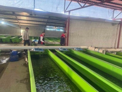 Uluköy’de yılda 15 milyon yavru üretiliyor