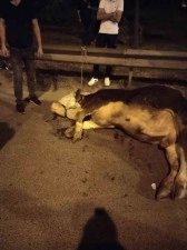 Ümraniye’de kamyonetten yola atlayan kurbanlık dananın ayağı kırıldı