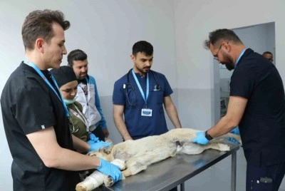 Üniversite desteğiyle en az 200 sokak köpeği kısırlaştırıldı