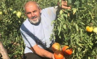 Unutulmaya yüz tutmuş ata tohumlarından domates üretiyor