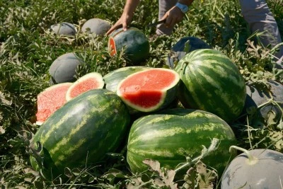 Üretici Zarar Ediyor, Aracı Kazanıyor