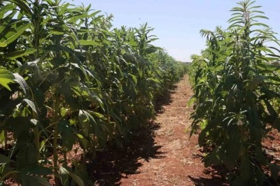 Urfa susamı yeniden tezgahlara inecek