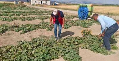 &Uuml;r&uuml;n verim ve rekolte tahmin &ccedil;alışmaları s&uuml;r&uuml;yor