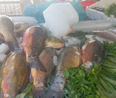 Usta Balıkçı Muhammed Bakır’dan Sokakta Taptaze Lezzet