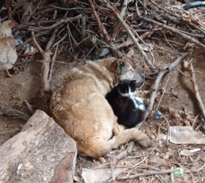 &Uuml;ş&uuml;yen kedi ile k&ouml;pek birbirine sığındı