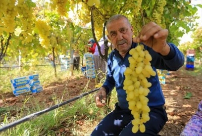 &Uuml;z&uuml;m fiyatlarındaki d&uuml;ş&uuml;ş &uuml;reticileri tedirgin etti